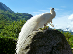 burung-merak 40 senarai